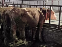 Toro, Simmental cattle — foto 3
