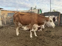 Сиыр, Simmental cattle — 1-сурет