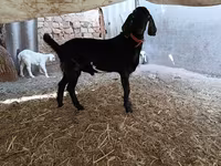 公山羊, Nubian Goat — 照片 4