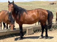 Stute, Horse breed — Foto 1