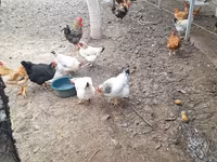 Taiem Cucos de casa la comanda — foto 5