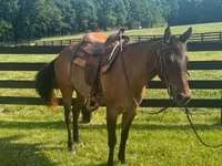 فرس, Quarter Horse — الصورة 2