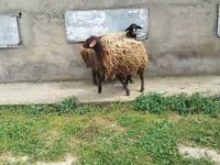 Schaf, Schafe — Foto 6