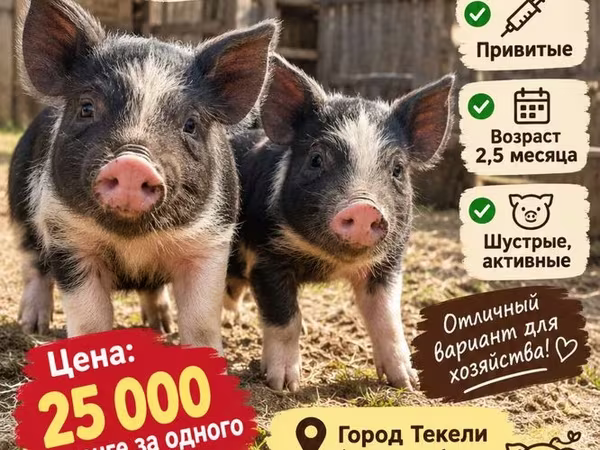 Eber, Schweine