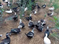 Ducks — 2-сурет