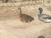 Ducks — Foto 2