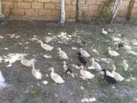 German Pekin — photo 2