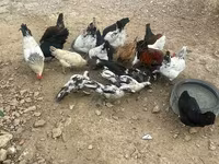 Chickens — Foto 2