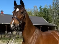 فرس, Dutch warmblood horse — الصورة 1