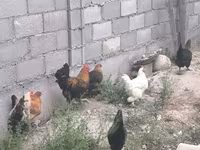 Chickens — 7-сурет