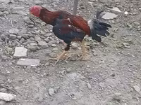 Chickens — Foto 3
