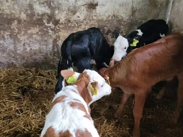 Bovinos (lote, sexo no especificado), Ganado vacuno