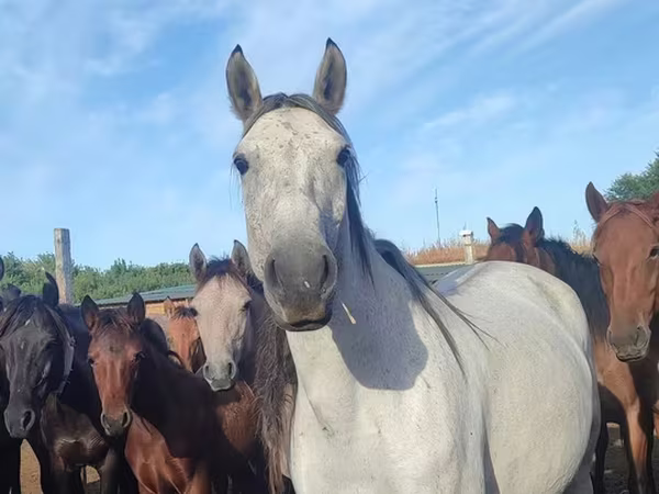 Caballo, Caballos
