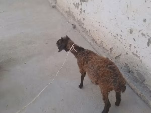 Goats (batch, sex not specified), Goats