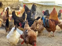 Chickens — الصورة 5