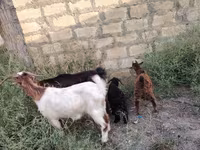 Echki, Echkilar — 1-rasm