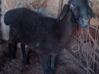 公羊, Sheep — 照片 4
