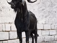 Billy Goat, Anatolian Black goats — photo 1