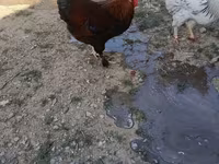 Chickens — Foto 4