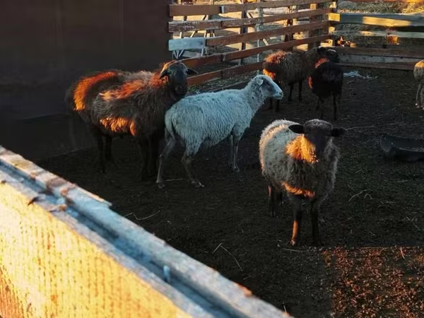 Ram, Edilbay sheep