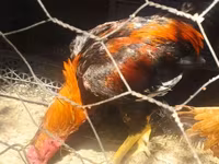 Chickens — الصورة 8