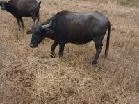 Kuh, Afrikanischer Büffel — Foto 3
