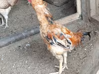 Chickens — 照片 5