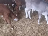 Toro, Simmental cattle — foto 1