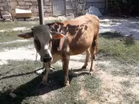Vaca, Simmental cattle — foto 3