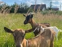 Goat, Alpine goat — photo 3