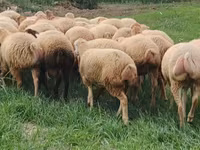 Oveja, Ovejas — foto 7