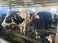 गाय, Swiss cattle — फ़ोटो 3