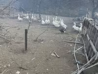 Кубань — 1-сурет