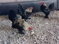 سيبرايت — الصورة 3