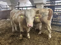 ثور, Simmental cattle — الصورة 1