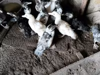 Ducks — फ़ोटो 2