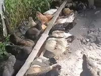 Chickens — الصورة 2