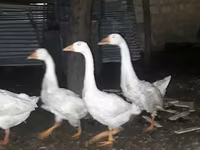 Geese — 照片 2
