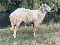 Qoʻchqor, Karakul sheep — 2-rasm
