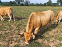 母牛, Aubrac cattle — 照片 5
