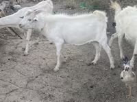 Ziegenbock, Russian White goat — Foto 4