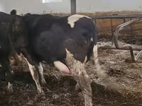 بقرة, Russian Black pied cattle — الصورة 3