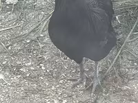 Chickens — Foto 1