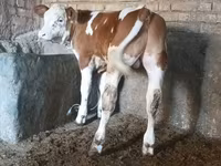 Bulle, Simmental cattle — Foto 3
