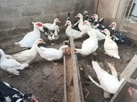 Ducks — Foto 1