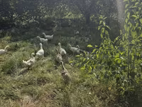 Geese — الصورة 3