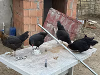 Chickens — 照片 3