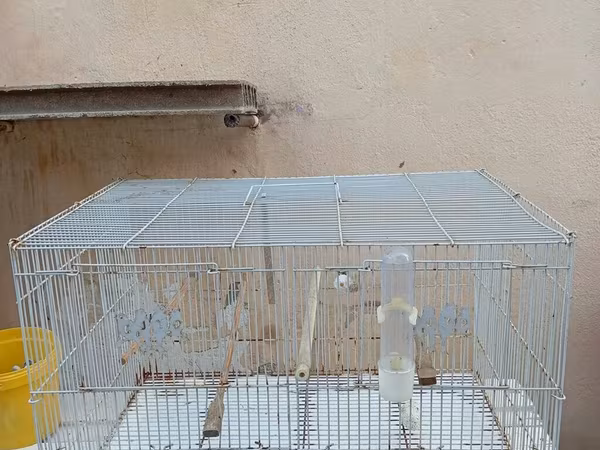 Quş dovşan hamestr saxlamaq ucun ideal qəfəs. REAL ALICIYA ENDIRIM