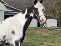 Stute, Pinto horses — Foto 2