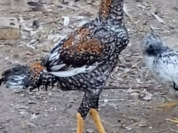 Chickens